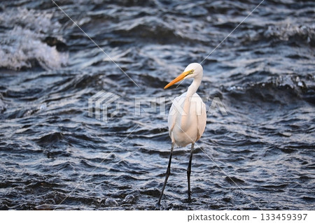 A white egret targeting fallen sweetfish 133459397