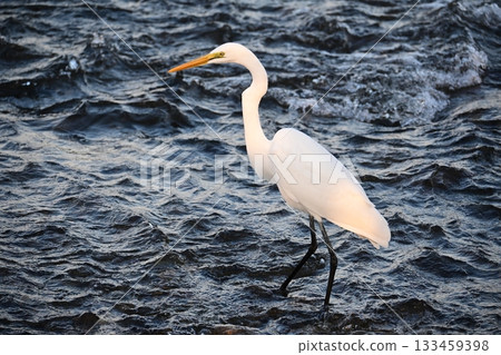 A white egret targeting fallen sweetfish 133459398