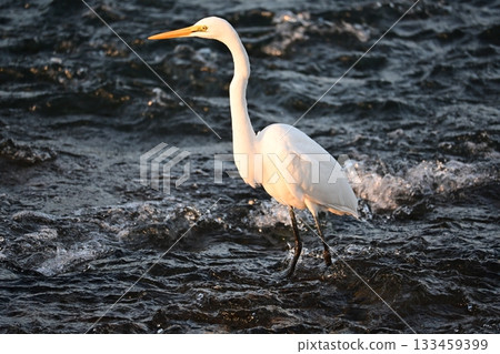 A white egret targeting fallen sweetfish 133459399