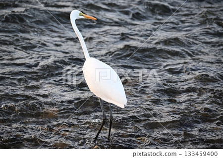一隻白鷺鷥正在捕食落入水中的香魚 133459400