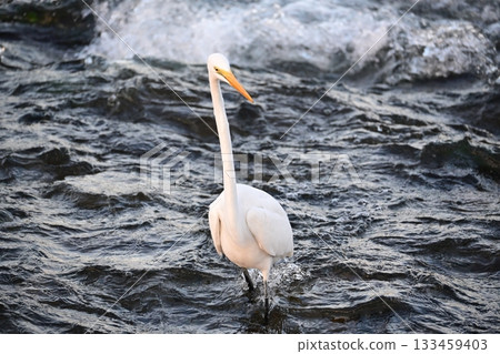 一隻白鷺鷥正在捕食落入水中的香魚 133459403
