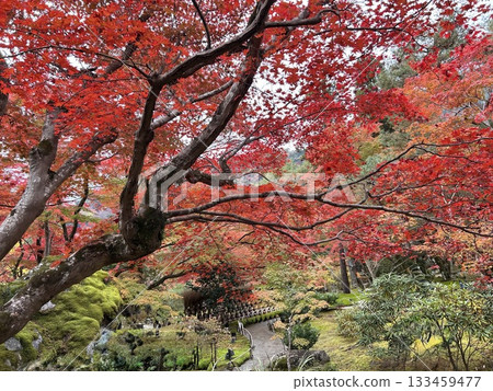 嵐山：火紅的秋葉 133459477