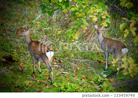 Nikko, Tochigi Prefecture Nikko, Tochigi Prefecture 133459749
