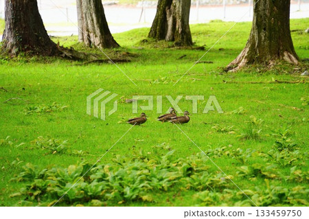 Nikko, Tochigi Prefecture Nikko, Tochigi Prefecture 133459750