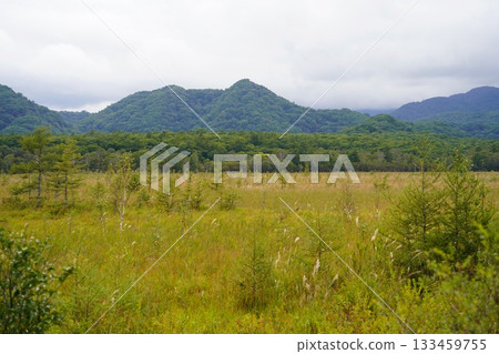 栃木縣日光Senjogahara 133459755