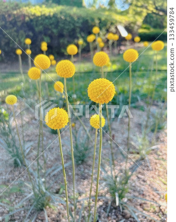 圓形黃色花 圓形黃色花 133459784