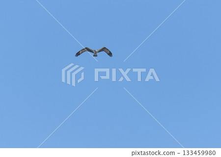 Osprey Osprey 133459980