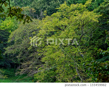 Rosaceae, Pyrus genus, Japanese pear Rosaceae, Pyrus genus, Japanese pear 133459982