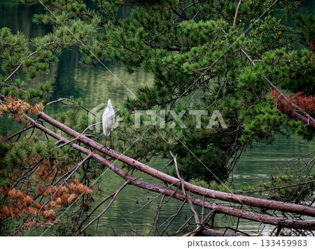 Summer bird: Great Egret perched on a pine branch by the water 133459983