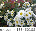 蓬鬆的白色菊花 133460188