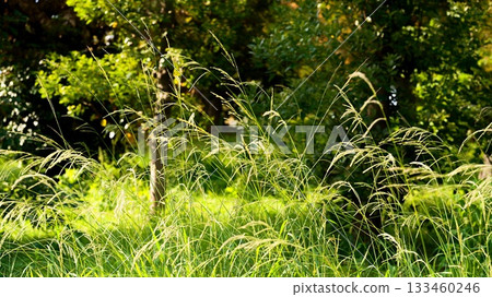 Park grass Park grass 133460246