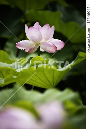 Early summer lotus flower scenery-4 133460454