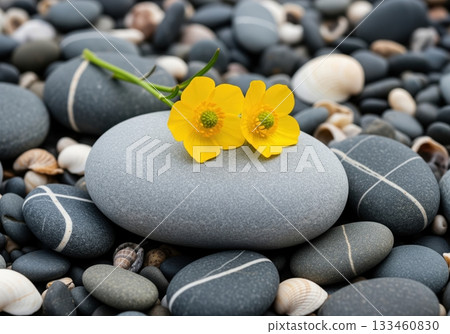 Vibrant yellow buttercup flowers on a smooth grey stone among beach pebbles Vibrant yellow buttercup flowers on a smooth grey stone among beach pebbles 133460830