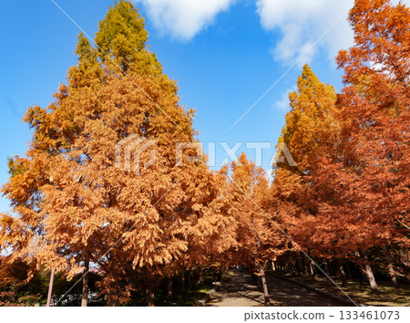 Kobe City Forest Botanical Garden / Metasequoia tree-lined autumn leaves Kobe City Forest Botanical Garden / Metasequoia tree-lined autumn leaves 133461073