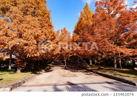Kobe City Forest Botanical Garden / Metasequoia tree-lined autumn leaves 133461074
