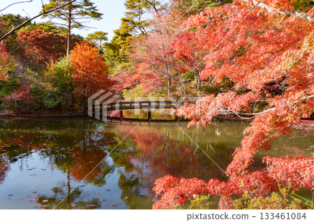 Autumn leaves at Hase Pond, Kobe City Arboretum 133461084
