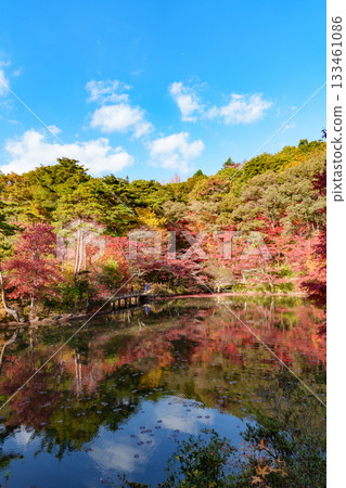 Autumn leaves at Hase Pond, Kobe City Arboretum 133461086