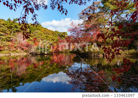 Autumn leaves at Hase Pond, Kobe City Arboretum Autumn leaves at Hase Pond, Kobe City Arboretum 133461097