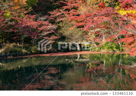 Autumn leaves at Hase Pond, Kobe City Arboretum Autumn leaves at Hase Pond, Kobe City Arboretum 133461110