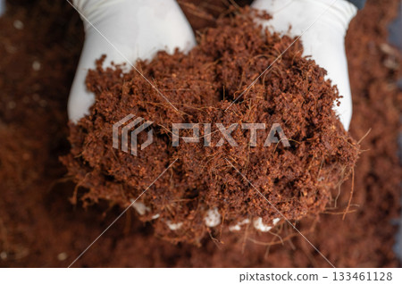 Gardener holding Coconut husk (or coir) in hands. Coir absorbs and holds a large amount of water, keeping plants hydrated and reducing the frequency of watering. 133461128