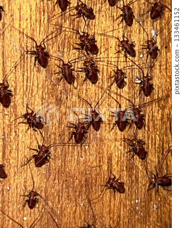 A group of barklice on a wooden surface A group of barklice on a wooden surface 133461152