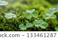 Green clover and moss, St. Patrick's Day. St. Patrick's Day symbolic growth 133461287
