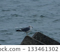 海鳥棲息在水邊 133461302