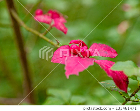 Fruits of Komiyumi Fruits of Komiyumi 133461471