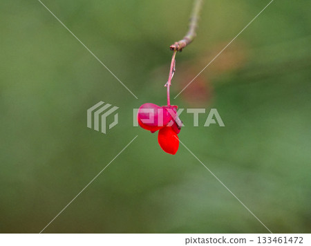 Fruits of Komiyumi Fruits of Komiyumi 133461472