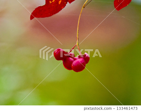 Fruits of Komiyumi 133461473