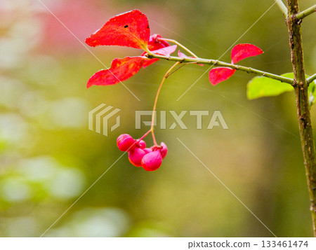 Fruits of Komiyumi 133461474