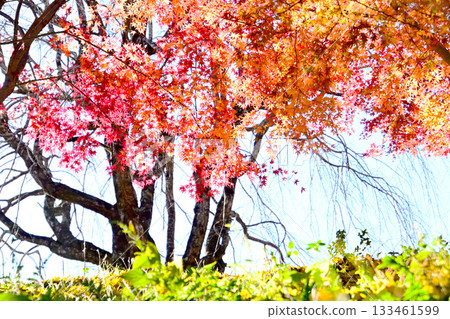 Maple leaves shining in the backlight 133461599