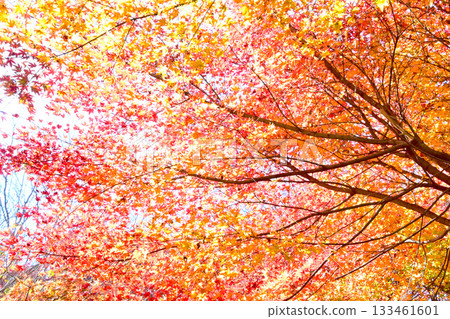 Maple leaves shining in the backlight Maple leaves shining in the backlight 133461601