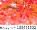 Autumn maple leaf petals 133461602