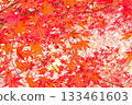 Beautiful autumn leaves of maple 133461603