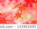 Autumn maple leaf petals 133461695