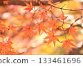 Autumn maple leaf petals 133461696