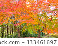 Colorful autumn leaves scenery 133461697