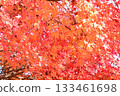 Beautiful autumn leaves of maple 133461698