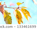 Leaves of autumn leaves cherry blossoms 133461699