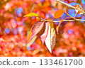 Leaves of autumn leaves cherry blossoms 133461700