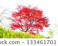 Beautiful autumn leaves of maple 133461701