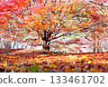 Colorful and beautiful maple leaves 133461702