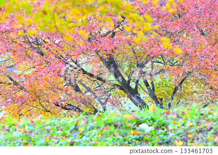Colorful autumn leaves scenery 133461703