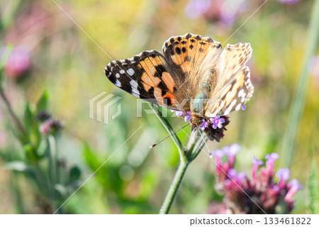 A painted lady butterfly sucking nectar from a pink flower 133461822