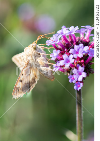 棉鈴蟲正在吸食粉紅色花朵的花蜜 133461823