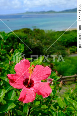 Hibiscus flowerbed at Tamatori Cape Observatory Hibiscus flowerbed at Tamatori Cape Observatory 133461990