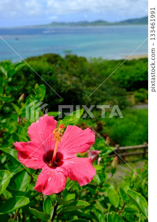 Hibiscus flowerbed at Tamatori Cape Observatory Hibiscus flowerbed at Tamatori Cape Observatory 133461991