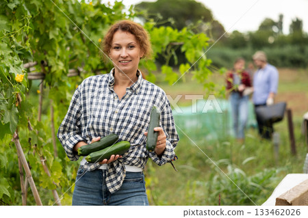 Middle-aged woman is working in garden between beds, picking ripe zucchini Middle-aged woman is working in garden between beds, picking ripe zucchini 133462026
