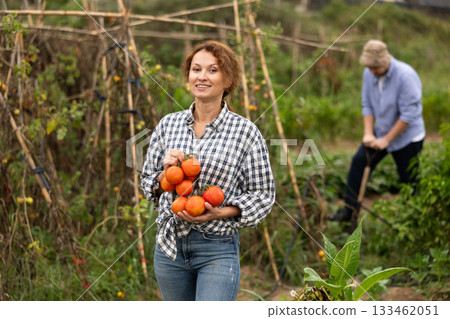 Portrait of happy woman picking ripe red tomatoes. Concept of food self sufficiency Portrait of happy woman picking ripe red tomatoes. Concept of food self sufficiency 133462051